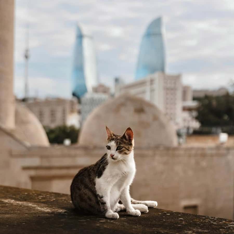 Baku City Tour: Explore the Heart of Azerbaijan - Walking Baku Boulevard beside the Caspian Sea