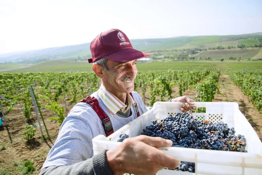 Baku: Organic Winery Tour in Shamakhi with Local Lunch - Practical booking advice