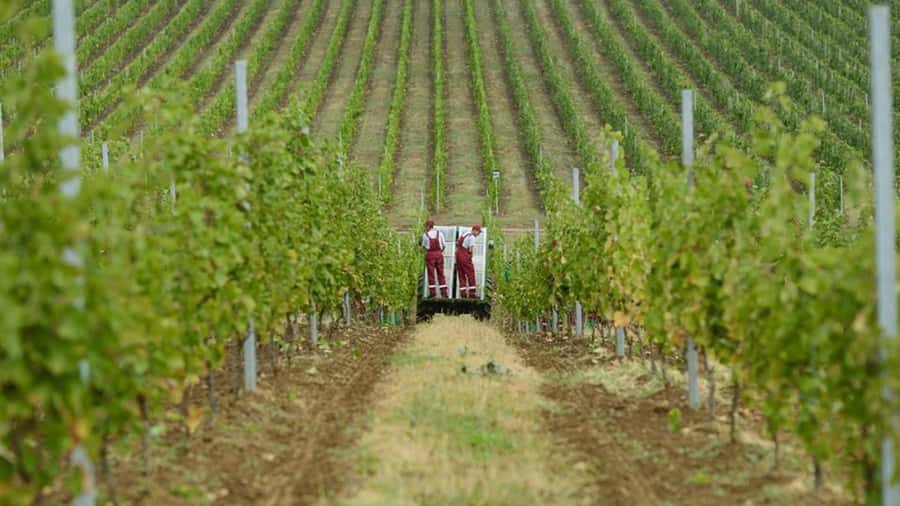 Baku: Organic Winery Tour in Shamakhi with Local Lunch - Leaving Baku for the Shamakhi vineyards