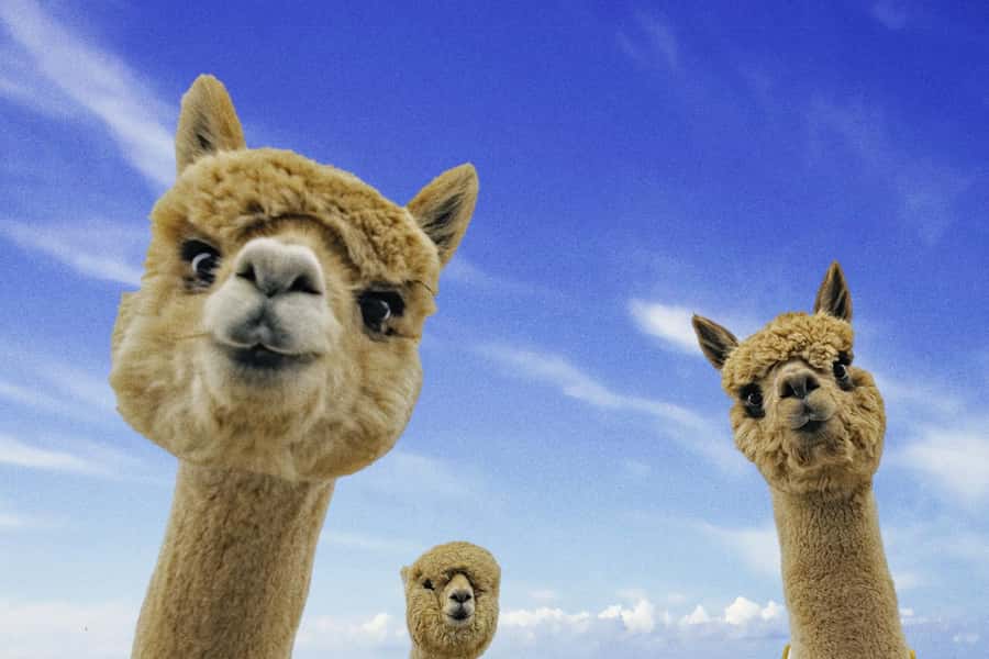 From Baku: Shamakhi City and Alpaca Farm Tour - Why this Shamakhy day trip works