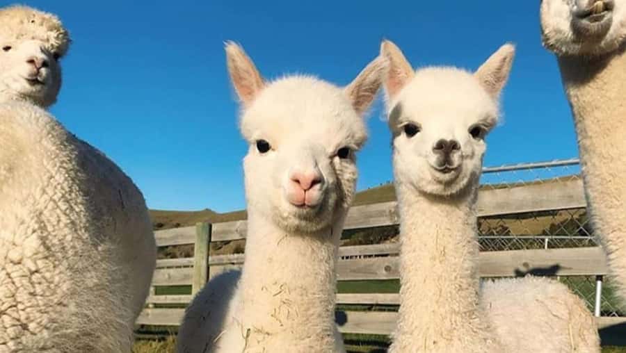 From Baku: Shamakhi City and Alpaca Farm Tour - Meeting the alpacas at Alpaca Azerbaijan