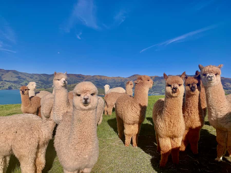 From Baku: Shamakhi City and Alpaca Farm Tour - Who should book this experience?
