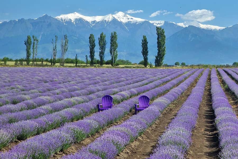 Gabala & Lavender Fields Group Guided tour - Leaving Baku for the Gabala region