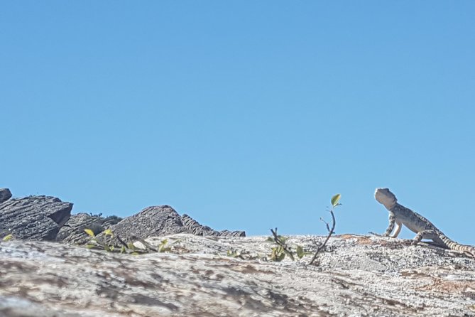 Gobustan Tour and Mad Volcanoes - tour to stone age - Why Gobustan makes a strong half-day trip