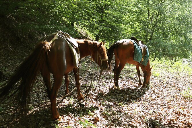 Horseback Riding in Azerbaijan - Following the river through dense forest