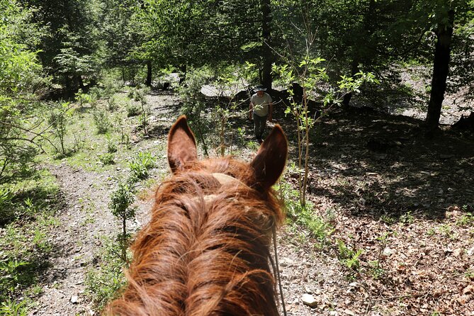 Horseback Riding in Azerbaijan - Forest tea and a picnic three kilometers in