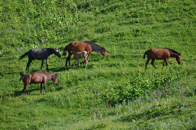 Relaxable and Knowledgeable 9 days Tour in Azerbaijan - Quick reasons to consider this Azerbaijan tour