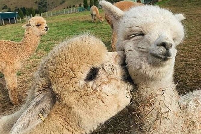 Shamakhi Alpaca Private Tour - Key points at a glance