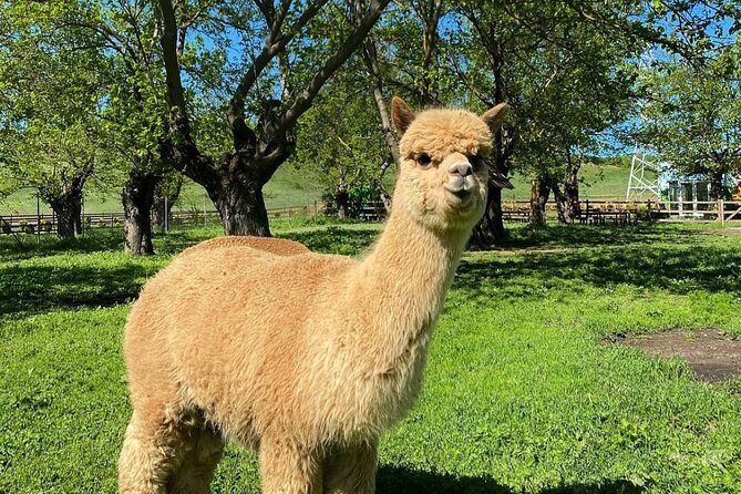 Shamakhi Alpaca Private Tour - Leaving Baku for Meysari Village