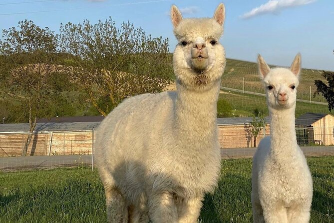 Shamakhi Alpaca Private Tour - The 90-minute farm visit