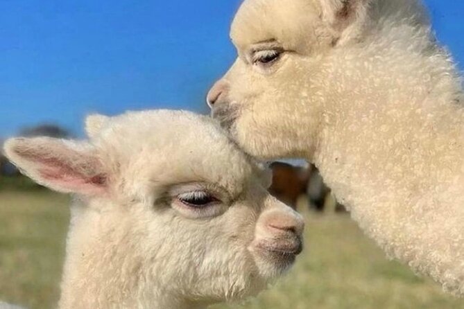 Shamakhi Alpaca Private Tour - Price and what you receive for $179.90