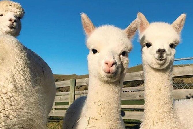 Shamakhi Alpaca Private Tour - Booking timing and cancellation rules